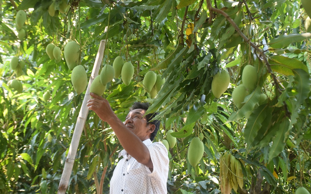 mango in Vietnam