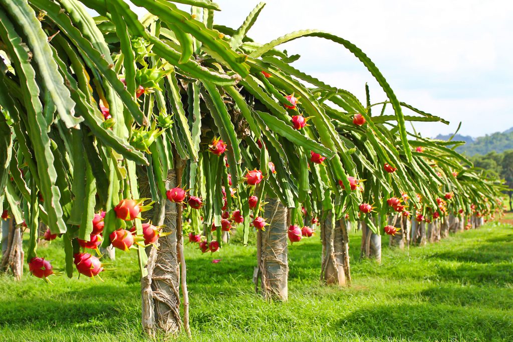 Mekong Delta Fruit Export Region