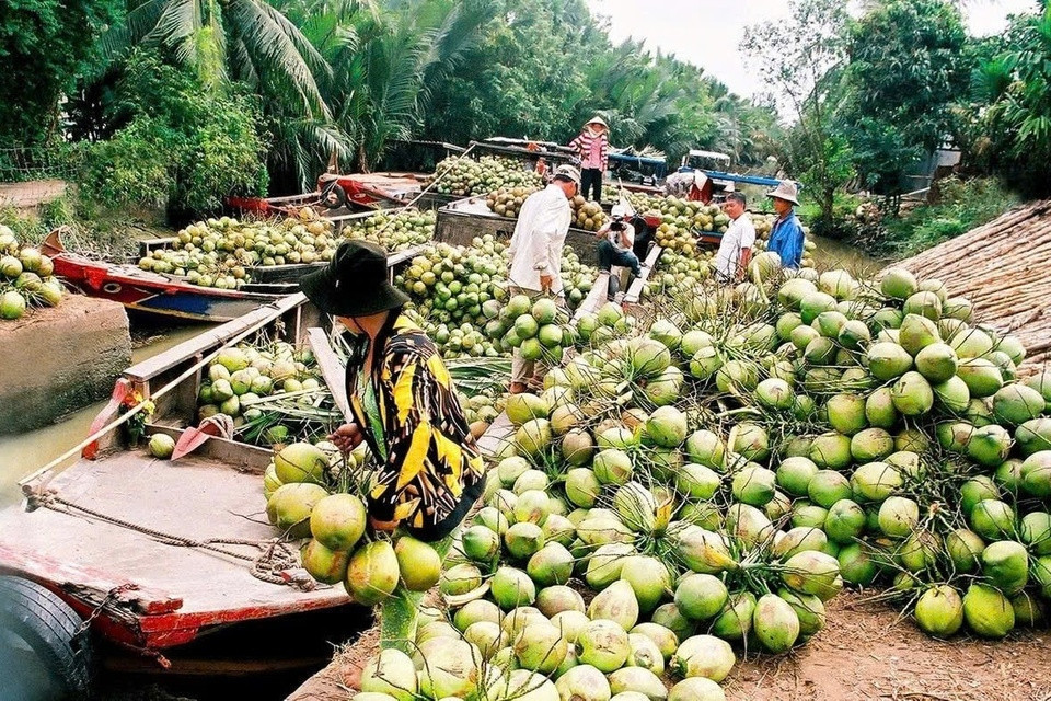 vietnam's coconut